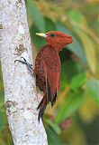 Chestnut-colored Woodpecker